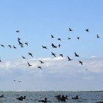 Baja Mexico Pacific Brant Hunting