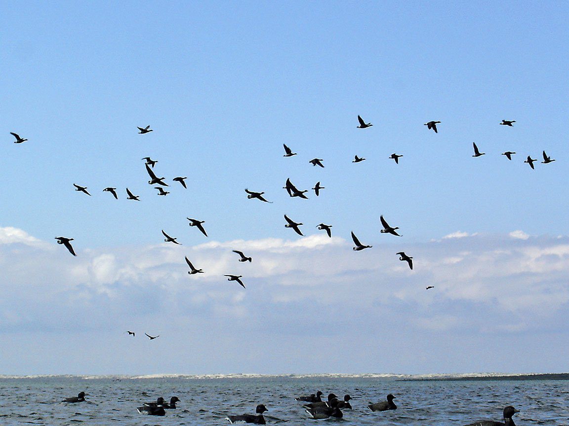 Baja Mexico Pacific Brant Hunting