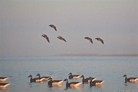 brant%20hunts%20delaware%202012%20flying_274x183