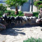 Baja Mexico Pacific Brant Hunting
