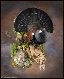capercaillie_RamseyRussell_222x275