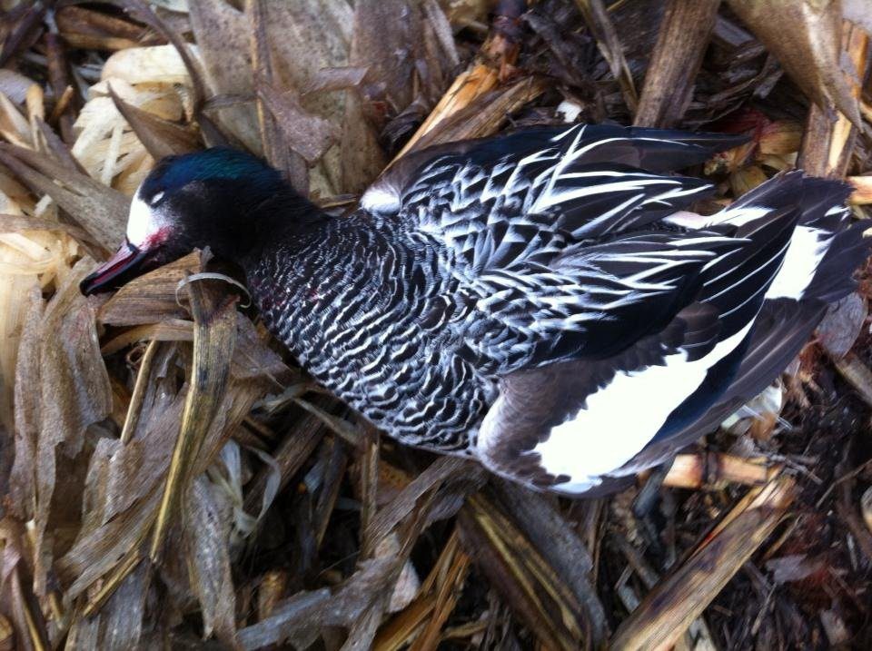 Argentina Chiloe Wigeon Duck Hunting