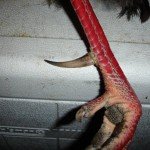 Mexico Ocellated Turkey Hunting