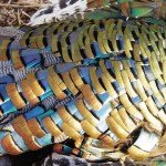 Mexico Ocellated Turkey Hunting