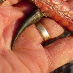 Mexico Ocellated Turkey Hunting