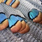 Mexico Ocellated Turkey Hunting