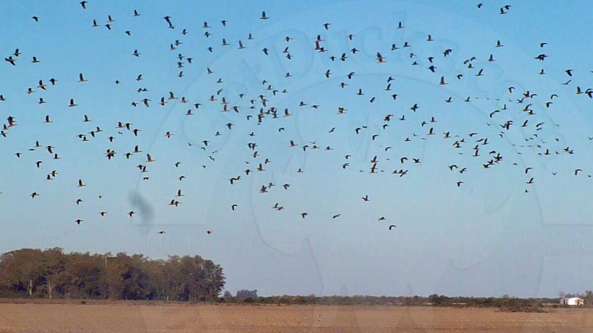 La Paz Argentina Duck Hunting