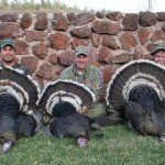 Gould's Turkey Hunting