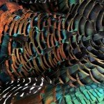 Mexico Ocellated Turkey Hunting