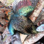 Mexico Ocellated Turkey Hunting