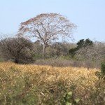 Mexico Ocellated Turkey Hunting