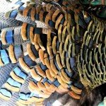 Mexico Ocellated Turkey Hunting