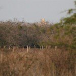 Mexico Ocellated Turkey Hunting