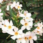 Mexico Ocellated Turkey Hunting