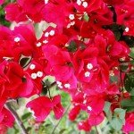 Mexico Ocellated Turkey Hunting