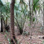 Mexico Ocellated Turkey Hunting