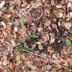 Mexico Ocellated Turkey Hunting