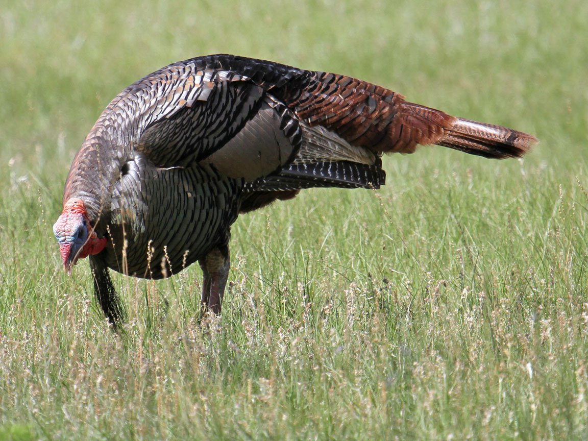 Florida Osceola Turkey Hunting Ramsey Russell's