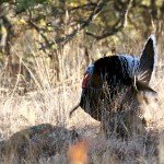 Gould's Turkey Hunting