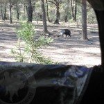 Gould's Wild Turkey Hunting