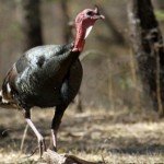 Gould's Wild Turkey Hunting