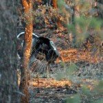 Gould's Turkey Hunting