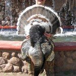 Gould's Wild Turkey Hunting