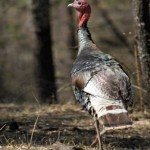 Gould's Wild Turkey Hunting