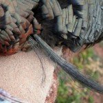 Gould's Wild Turkey Hunting