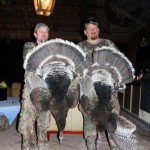 Gould's Wild Turkey Hunting