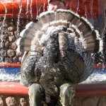 Gould's Wild Turkey Hunting