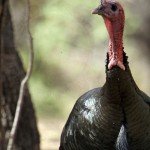 Gould's Wild Turkey Hunting