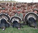 Gould’s Wild Turkey Hunting