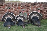 Gould’s Wild Turkey Hunting