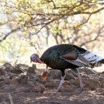 Gould's Wild Turkey Hunting