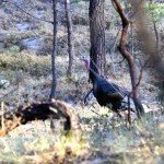 Gould's Wild Turkey Hunting