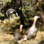 Gould's Wild Turkey Hunting