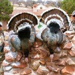 Gould's Wild Turkey Hunting