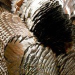 Gould's Wild Turkey Hunting