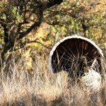 Gould's Turkey Hunting