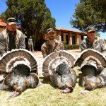 Gould's Turkey Hunting