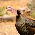 Gould's Turkey Hunting