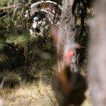 Gould's Turkey Hunting Mexico