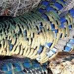Mexico Ocellated Turkey Hunting