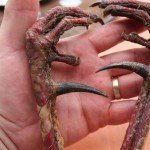 Mexico Ocellated Turkey Hunting