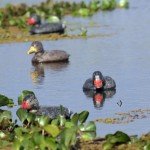 La Paz Argentina Duck Hunting