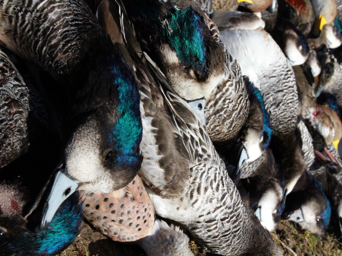 Las Flores Argentina Duck Hunting