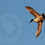 Baja Mexico Pacific Brant Hunting