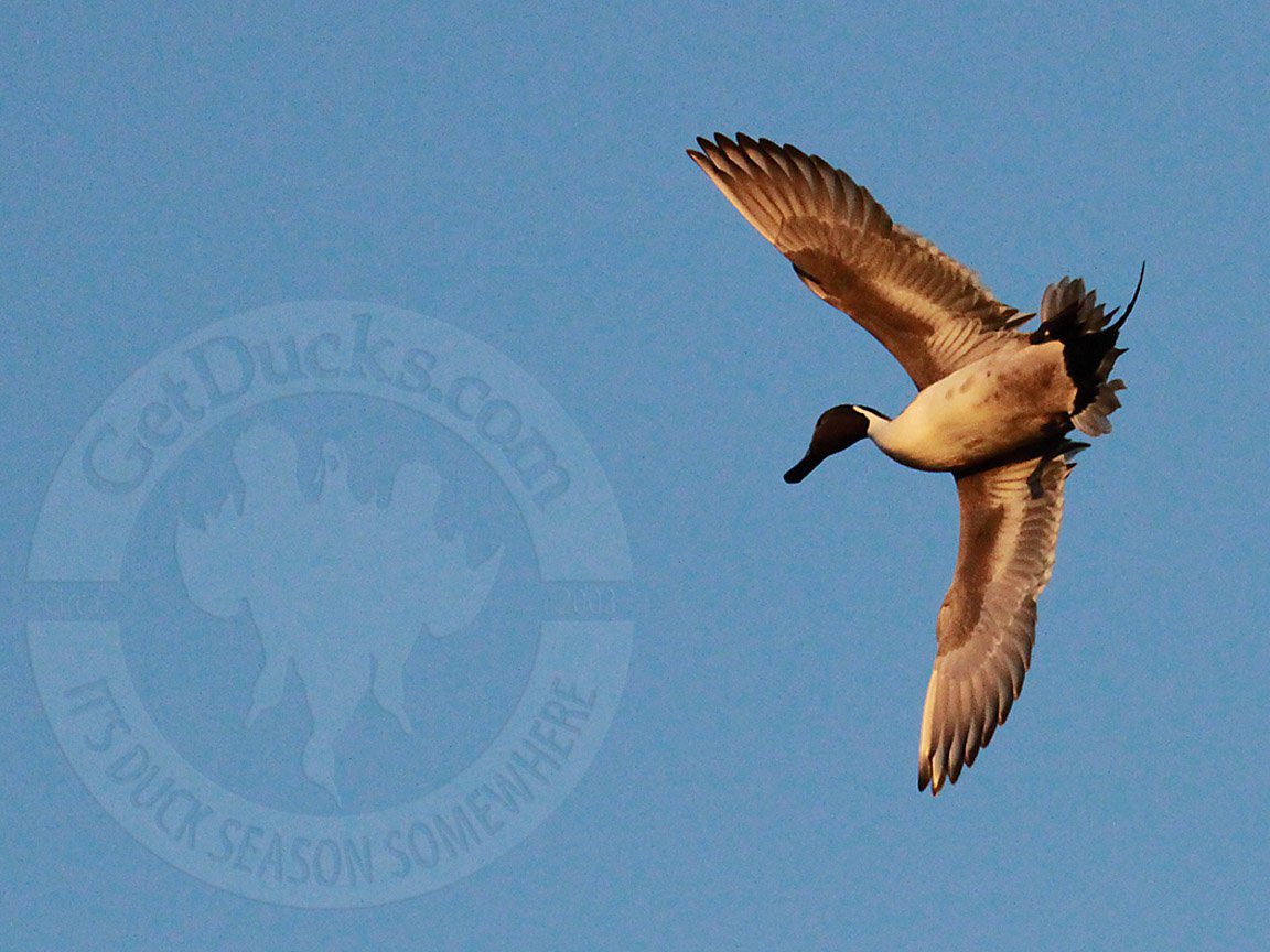 Baja Mexico Pacific Brant Hunting