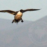 Baja Mexico Pacific Brant Hunting